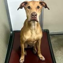 Thumbnail photo of Whiskey #2