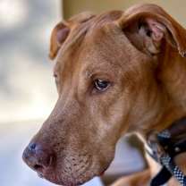 Thumbnail photo of Whiskey #3