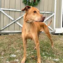 Thumbnail photo of Whiskey #4