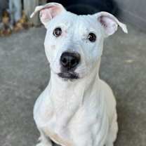 Thumbnail photo of Chantara #3