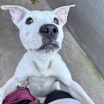 Thumbnail photo of Chantara #4