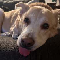 Thumbnail photo of Gizmo #3