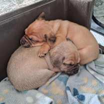 Thumbnail photo of PBJ #3