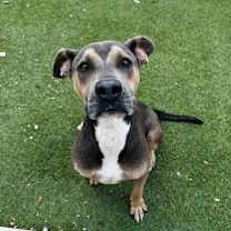 Thumbnail photo of DOMINICK #1