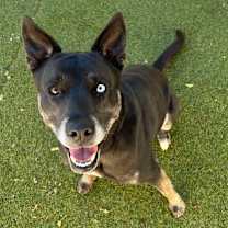 Thumbnail photo of GAIA #1