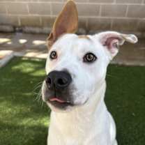 Thumbnail photo of SIMON #1