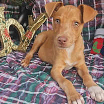 Thumbnail photo of Xander Trixie #1