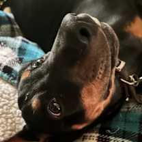 Thumbnail photo of Zara #1