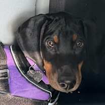 Thumbnail photo of Zara #2