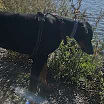 Thumbnail photo of Zara #4