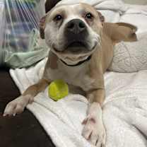 Thumbnail photo of Shortbread  #2