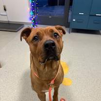 Thumbnail photo of Maple #1