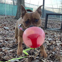 Thumbnail photo of Maple #2