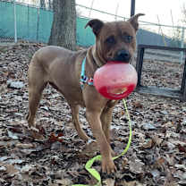 Thumbnail photo of Maple #3