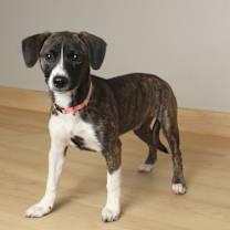 Thumbnail photo of Laverne D67408 #1