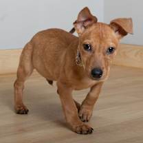 Thumbnail photo of Sloan D67185 #2