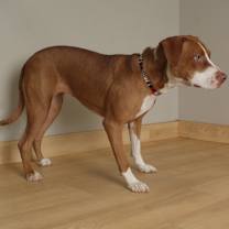 Thumbnail photo of Klara Belle D67401 #3