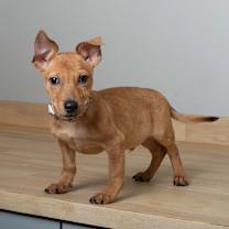 Thumbnail photo of Sloan D67185 #3