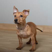 Thumbnail photo of Sloan D67185 #4