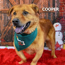 Thumbnail photo of Cooper #1