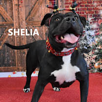 Thumbnail photo of Sheila #2