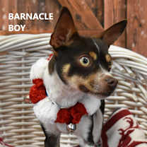 Thumbnail photo of Barnacle Boy #2