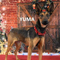 Thumbnail photo of Yuma #3