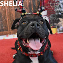 Thumbnail photo of Sheila #3