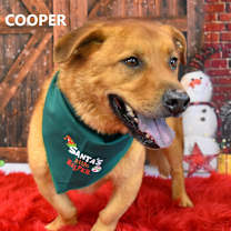 Thumbnail photo of Cooper #2