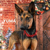 Thumbnail photo of Yuma #4
