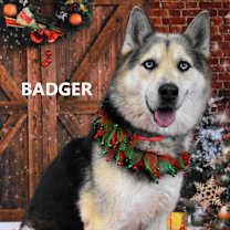 Thumbnail photo of Badger  #4
