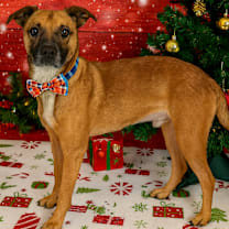 Thumbnail photo of Matzo #1