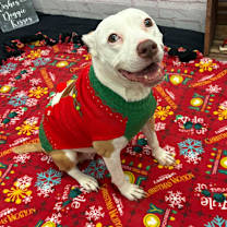 Thumbnail photo of Jovie #1