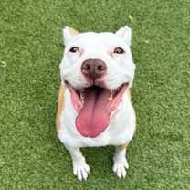 Thumbnail photo of Jovie #2