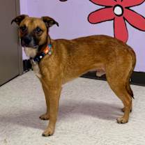 Thumbnail photo of Matzo #3