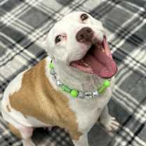 Thumbnail photo of Jovie #3