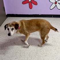 Thumbnail photo of Sadie Ladie #4