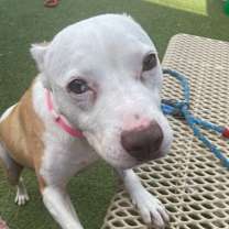 Thumbnail photo of Jovie #4