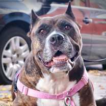 Thumbnail photo of Barbie Dreamhouse #2