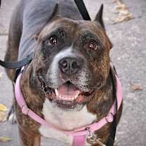 Thumbnail photo of Barbie Dreamhouse #4