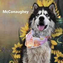 Thumbnail photo of McConaughey #3