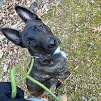 Thumbnail photo of Beren #1