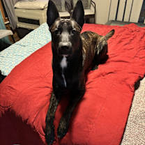 Thumbnail photo of Beren #4