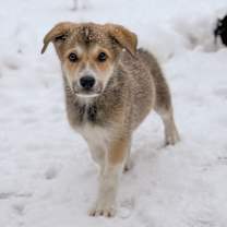 Thumbnail photo of Blitzen #1