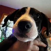 Thumbnail photo of Henry #1