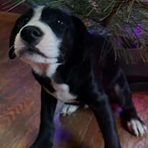 Thumbnail photo of Henry #3