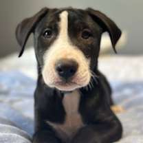 Thumbnail photo of Henry #4