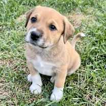 Thumbnail photo of PUPPY BILLIE #1