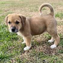 Thumbnail photo of PUPPY BILLIE #2