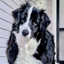 Thumbnail photo of IZZY-FOSTER NEEDED! #1